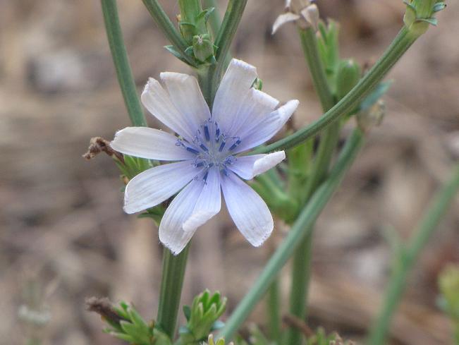 Cichorium intybus